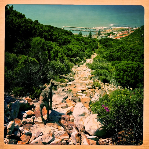 Kalk Bay Harbour seen from Trappieskop