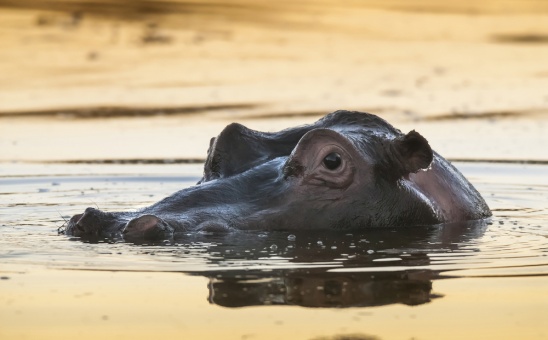 Most Popular Kruger National Park Safari FAQs: Everything you need to know