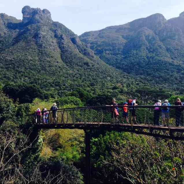 Boomslang in Kirstenbosch Botanical Gardens