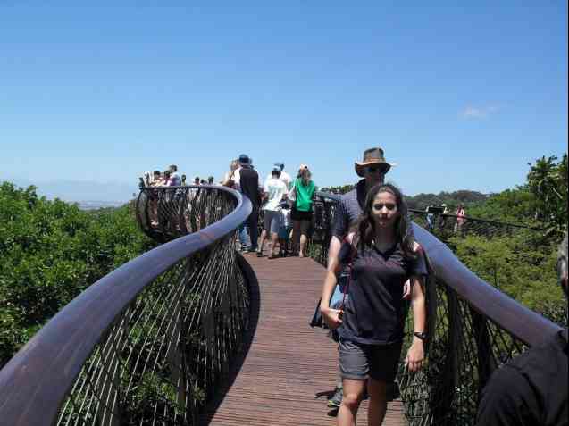 Boomslang, Kirstenbosch Botanical Gardens