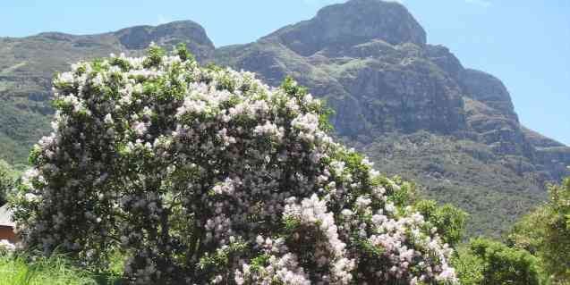 Kirstenbosch in Cape Town