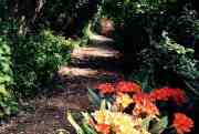 Pathway in Kirstenbosch, Cape Town