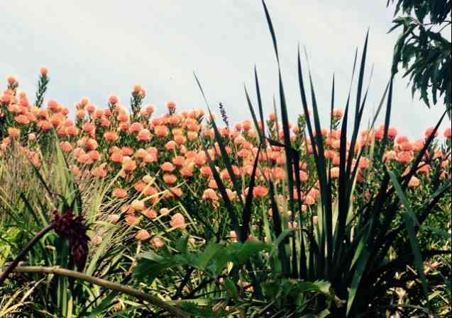 Pincushions, Kirstenbosch in Cape Town
