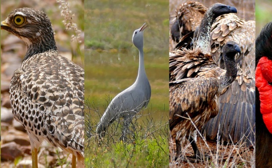 Top 5 most Iconic Birds of South Africa