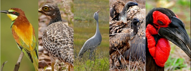 Birds of South Africa