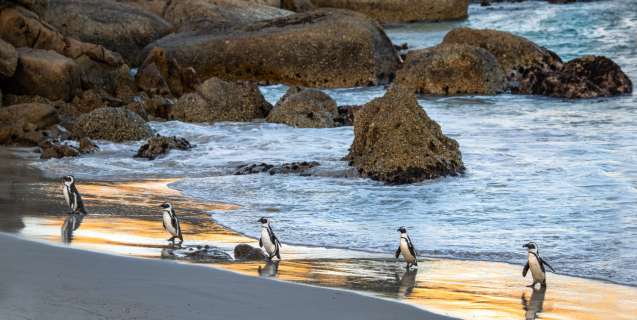 Boulders beach penguins