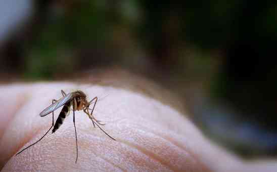 Malaria Made Simple: How to Stay Safe on African Safaris