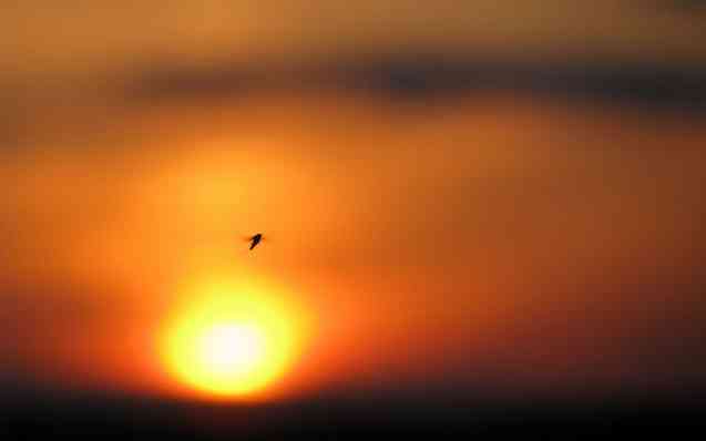 Mosquito at Sunset, Malaria guide