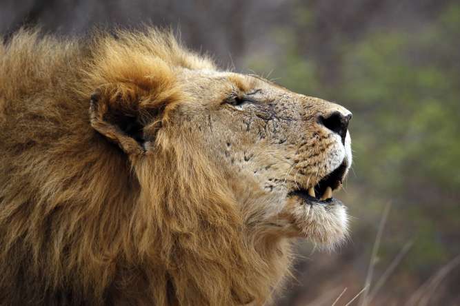Balule, male lion in greater kruger