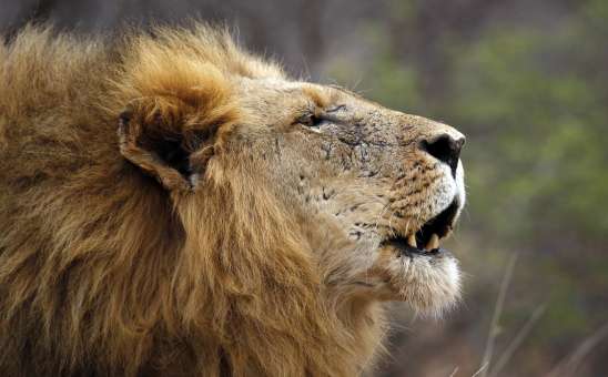 Greater Kruger National Park in South Africa Explained