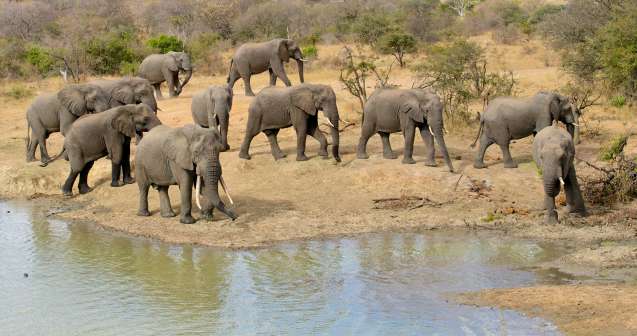 Balule elephant herd in greater kruger