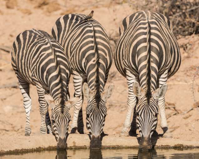 Balule in greater kruger, zebra drinking