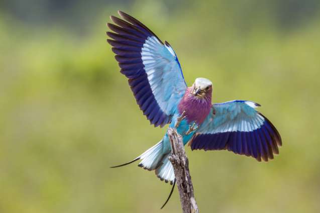 Greater kruger birds