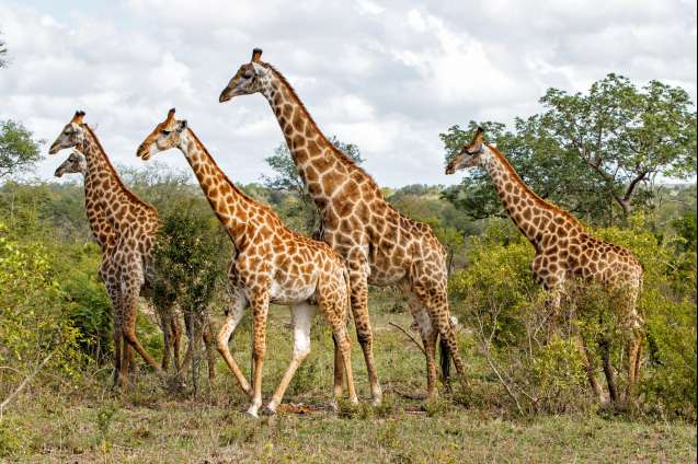 Sabi sands giraffe herd in greater kruger