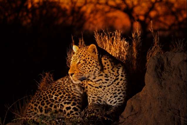 Sabi sands leopard at night in greater kruger
