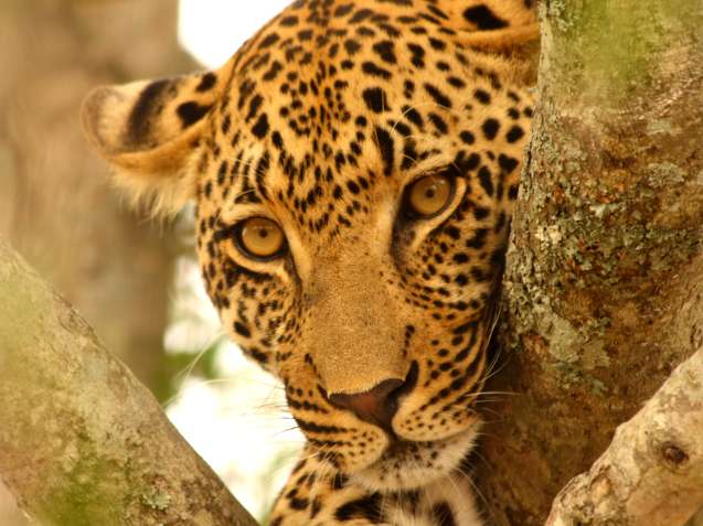 Sabi sands leopard in a tree in greater kruger