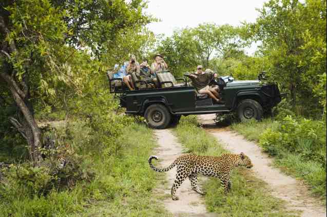 Leopard in Greater Kruger Park