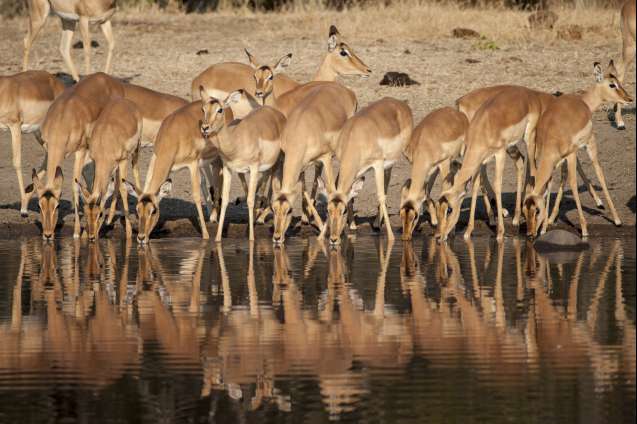 Timbavati impala in greater kruger