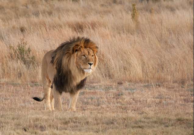 Timbavati male lion in greater kruger