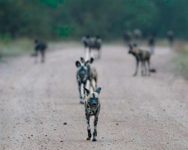 Timbavati wild dogs in greater kruger