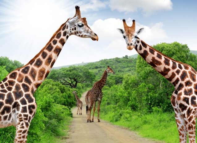 Giraffes posing