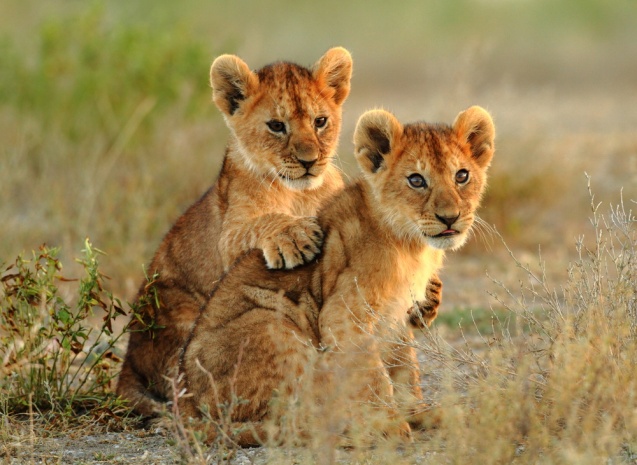 Lion cubs cuddling