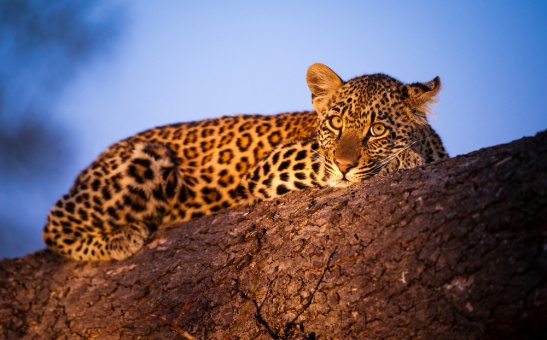 Why Choose Sabi Sands Game Reserve for Your Budget Safari?
