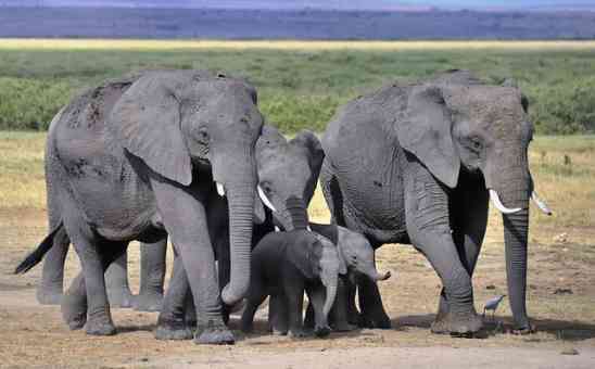 Africa Bucket List (Part 1): Best Things to Do in East Africa