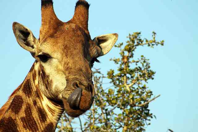 Giraffe, Kruger National Park