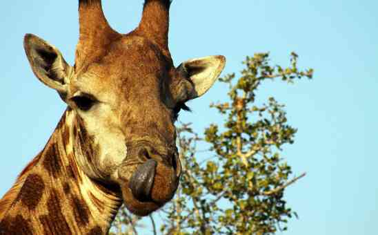 Kruger National Park in South Africa: Then and Now