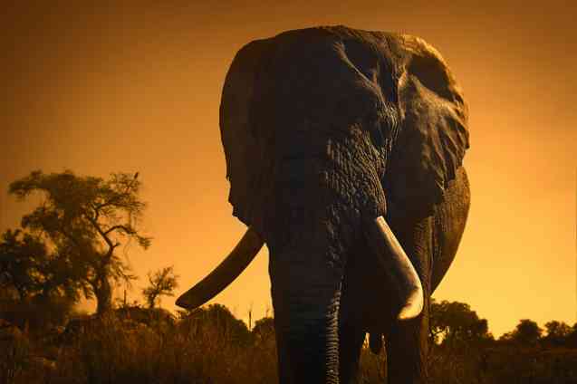Elephant at sunset
