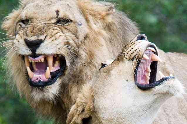 African lion