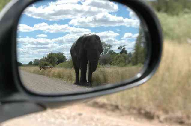 Spot the elephant