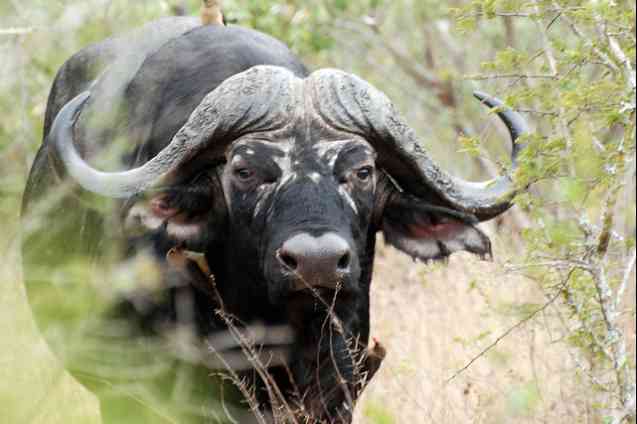 Cape Buffalo 