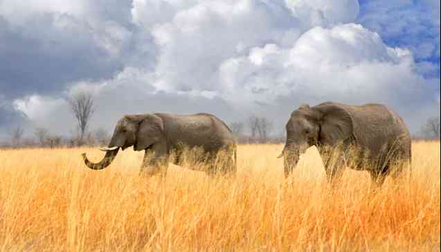 Hwange National Park in Zimbabwe