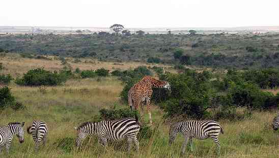 Tipping on Safari: African Safari Tipping Guide on Who & How to Tip