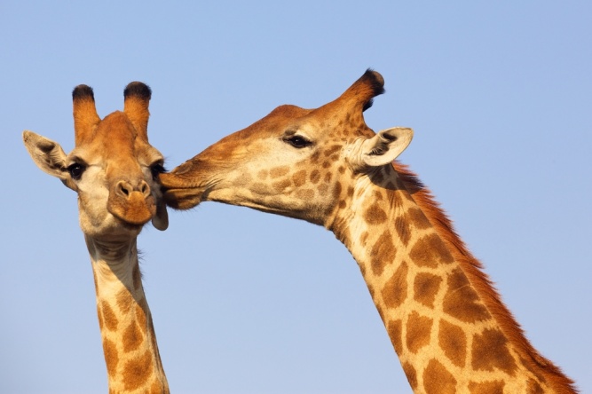Kissing giraffe
