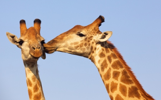Top Tips for Your Romantic African Honeymoon Safari