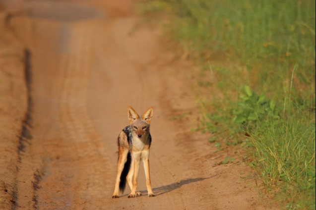 Black backed jackal