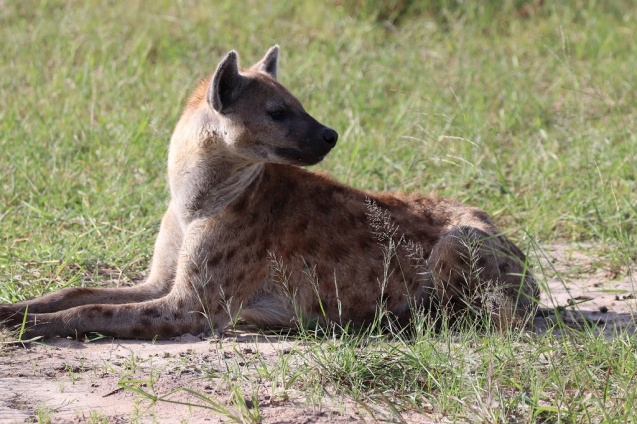 Hyena