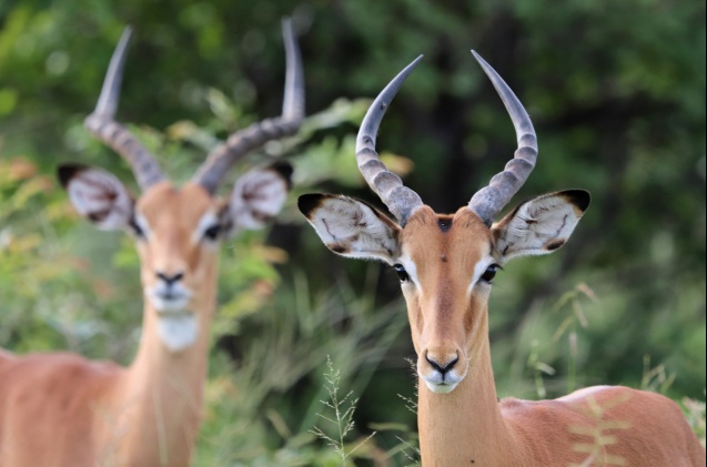 impala