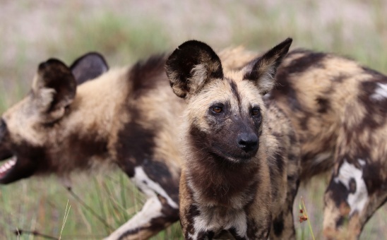 Botswana, a must on your safari bucket list!