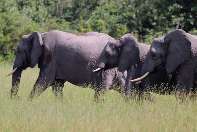 elephant herd