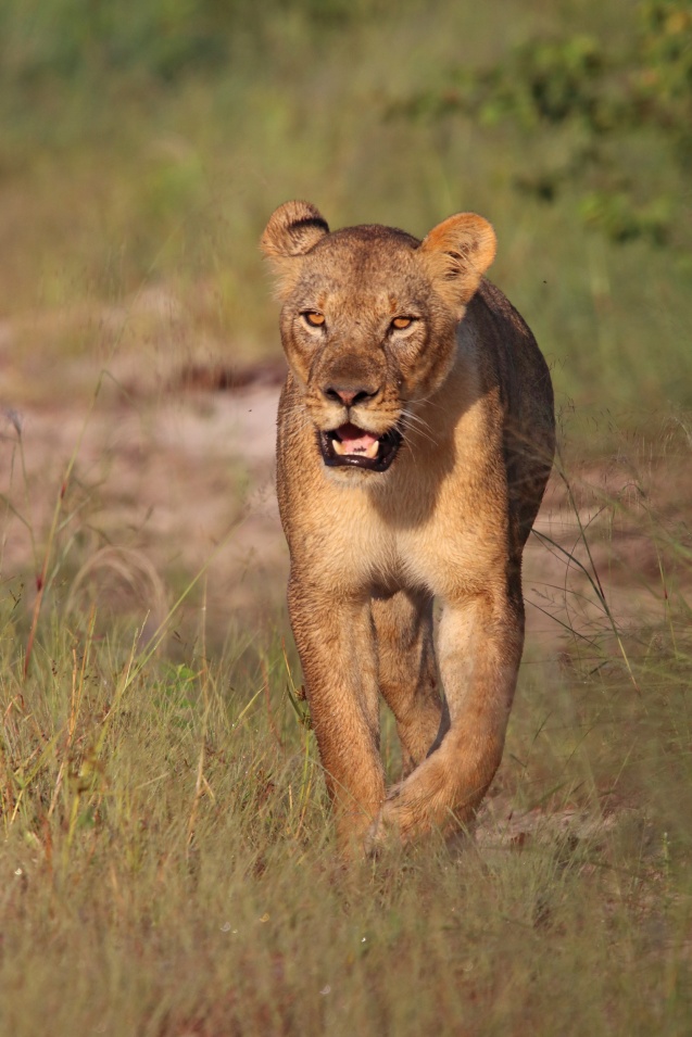 lioness