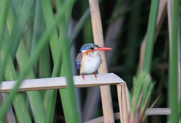 Kingfisher