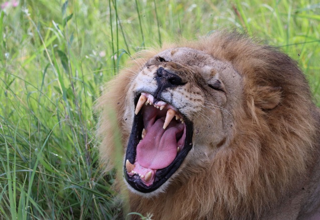 Lion yawn
