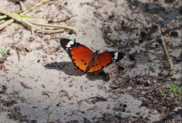 Monarch butterfly