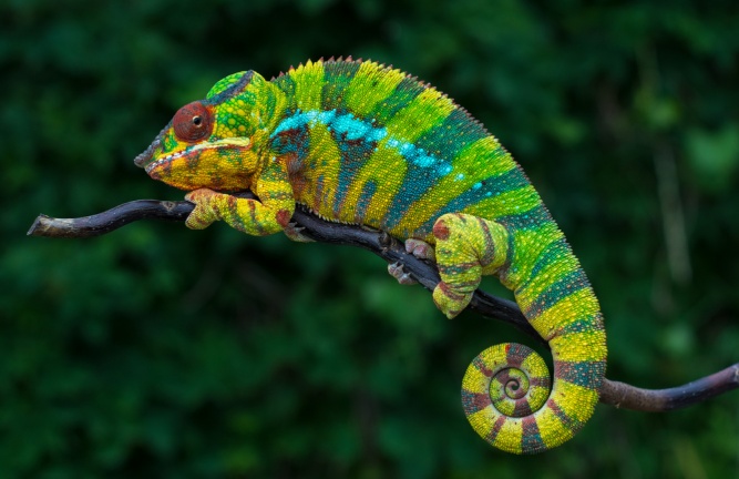 Chameleon in Madagascar