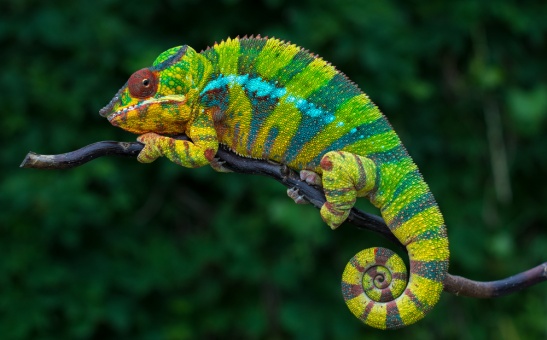 Magical Madagascar Tours: Beautiful Beaches, Wildlife & Unique Cultures