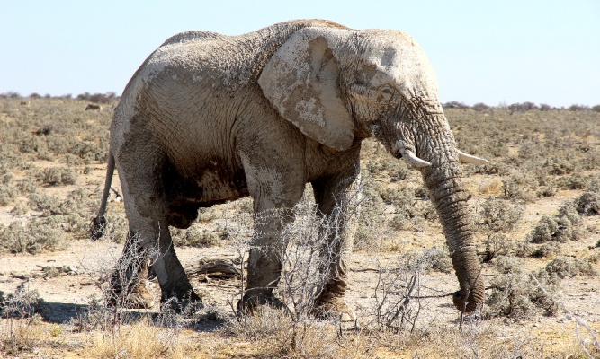 Bull elephant